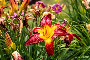 Obraz premium Daylillies growing in the summer garden