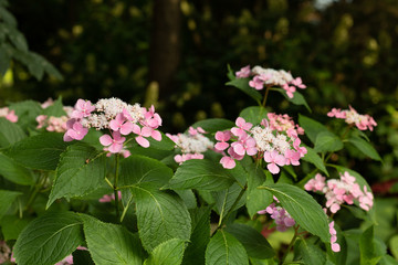 Fototapeta premium Pink hydrangea bushes in the garden