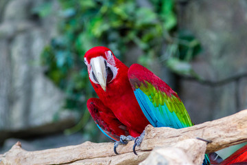 Macaw parrots in the Minsk zoo