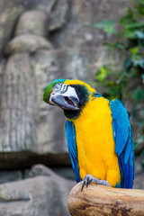 Macaw parrots in the Minsk zoo