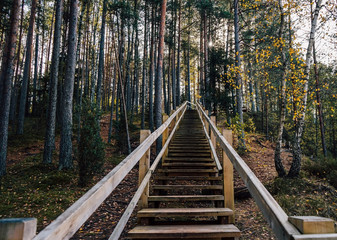 wooden staircase in the forest