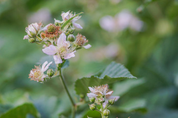 The BlackBerry Bush blooming in the garden