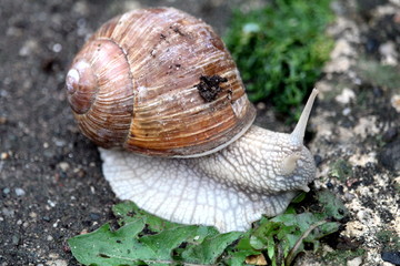 Schnecke