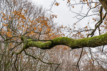 Big curved branch of old tree with orange fall leaves on bare tree background with grey sky. Weathered tree branch covered by green moss. Autumn textures. Forest natural twig backdrop.