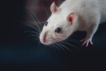 Siamese rat on a black background