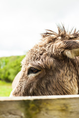 Fototapeta premium donkey eye