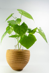 Fototapeta na wymiar young green plant in a pot