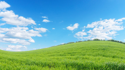 Fototapeta na wymiar landscape with a curved horizon line. Meadow with bright green grass, blue sky with white clouds. Abstract natural background.