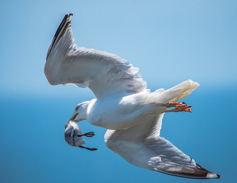 Seagull with Guillimot chick