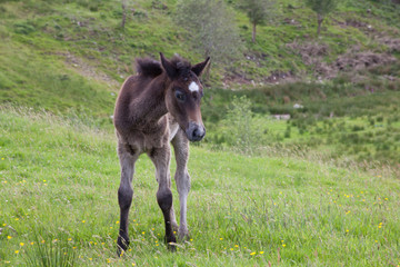 Baby Foal 