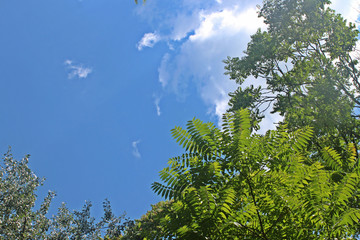하늘과 나무가지잎
