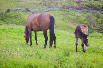 Baby Foal and horse