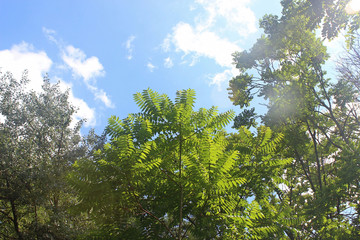 하늘과 나무가지잎