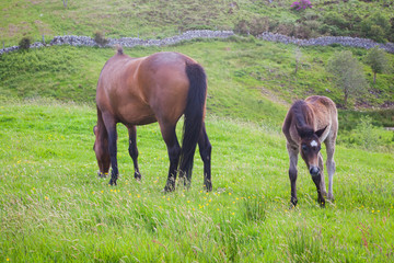 Baby Foal and horse