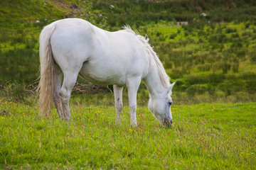 white horse