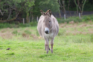 grey donkey