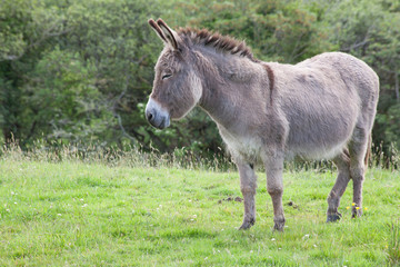 grey donkey