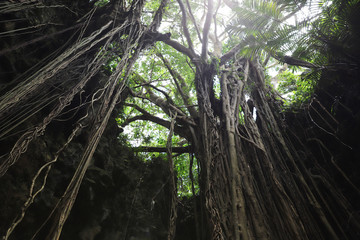【沖縄県 日本の観光名所】ガンガラーの谷のウフシュガジュマル	
