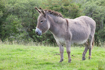 grey donkey