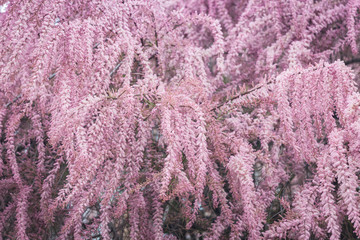 Pink tree blossom background