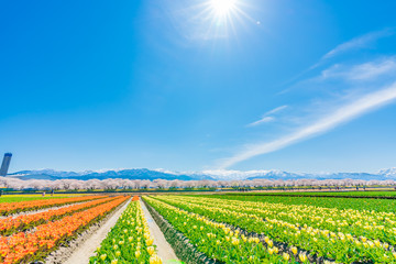 日本の春　富山県 舟川べり チューリップと桜並木
