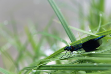 Libellule