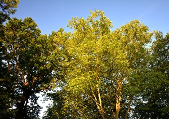 Evening summer impressions from a park in Berlin Charlottenburg of August 3, 2015, Germany