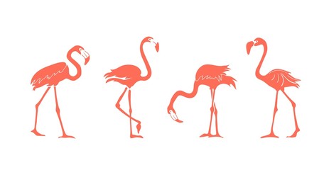 Cartoon pink flamingo silhouette vector set. Cute flamingos collection. Flamingo character animal exotic nature wild fauna.