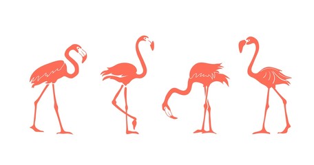 Naklejka premium Cartoon pink flamingo silhouette vector set. Cute flamingos collection. Flamingo character animal exotic nature wild fauna.