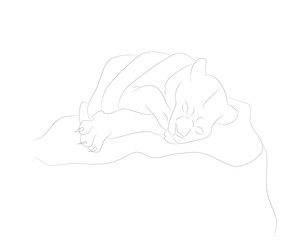 vector illustration of a lioness sleeping, drawing lines