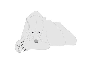 vector illustration of a polar bear which lies, drawing color