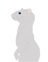 ferret or mink portrait vector illustration, drawing color