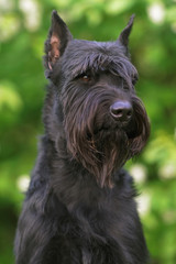 The portrait of a black Giant Schnauzer dog with cropped ears posing outdoors near green bushes in spring