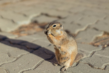  ground squirrel in native habitat