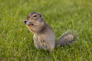 Naklejka na ściany i meble ground squirrel in native habitat