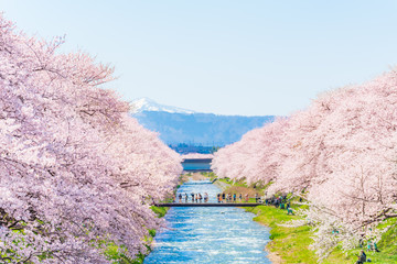 日本の春　富山県 舟川べり 清流沿いの桜並木