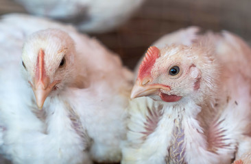 Two young chickens in farm.