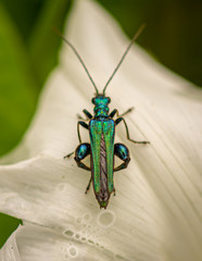 Grüner Scheinbockkäfer