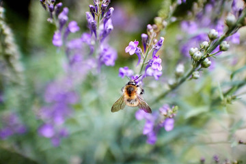 Close up of a Honey Bee feeding on Lupin (Lupinus) flower.