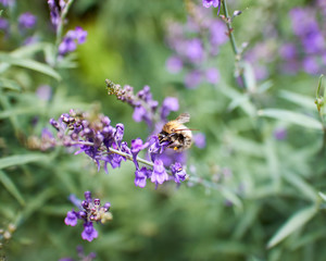 Close up of a Honey Bee feeding on Lupin (Lupinus) flower.