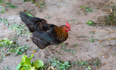 Black chicken standing and eating green foliage on the grand in a rural garden in the countryside.