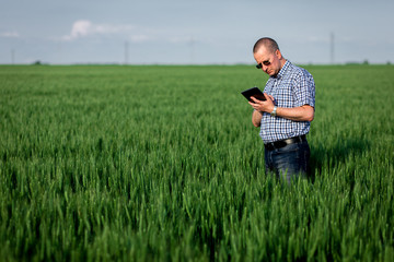 Naklejka na ściany i meble Farmer standing in field holding tablet in his hand and examining wheat crop. 