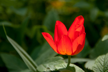 Fire red blooming tulip in sunny day fully open with green  background close up