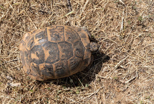A top view of wild tortoise roaming freely in Central Turkey