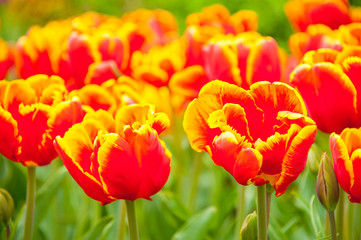 Bicolored red and yellow tulips in sunny day fully open with green background