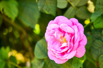 the beautiful rose bud in the sun