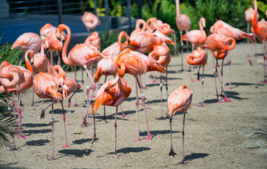 Group of Flamingos in a park