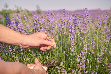 a man cuts off flowers of lavender with shears