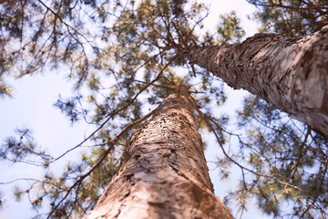 two trees, pine. bottom view through the branches make the sun's rays