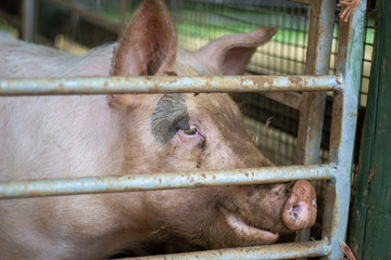 Breading pig at the farm show display